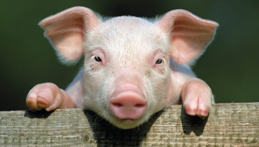 Ilustracija članka: Prijatelji životinja u Hrvatskoj traže zabranu kolinja