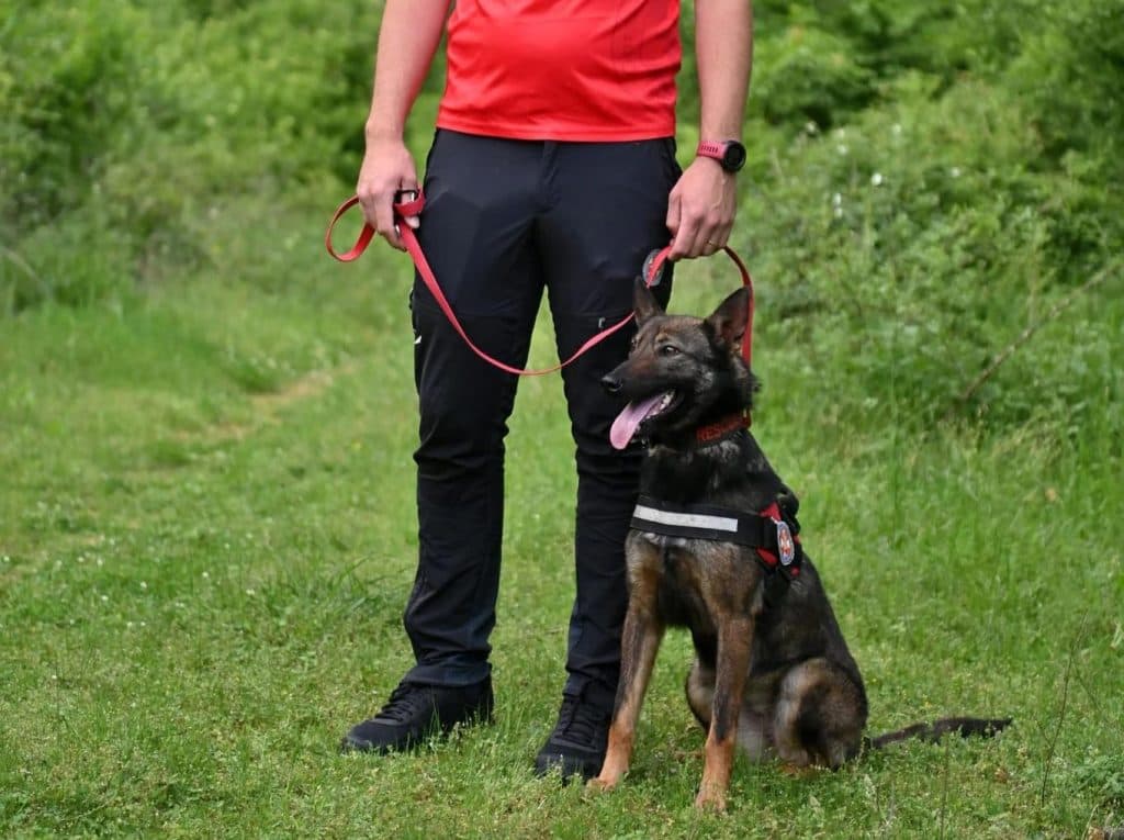 Ilustracija članka: Rea iz Širokog Brijega na putu da postane prvi licencirani potražni pas u BiH