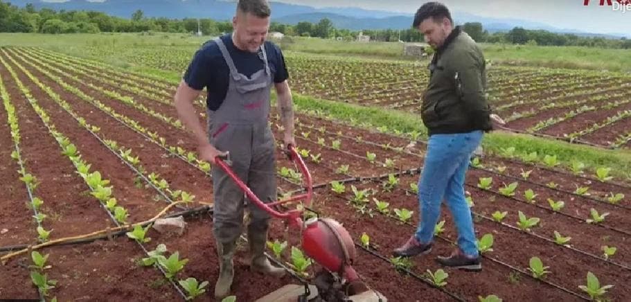 Ilustracija članka: VIDEO: Ante Zadro po danu radu kao zaštitar, popodne sadi duhan, a stigne se baviti i glazbom