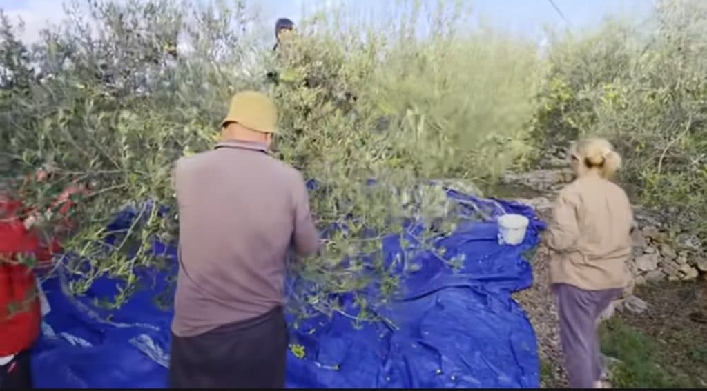 Ilustracija članka: Berba u kamenu: Drago Čolak iz Grljevića već 30 godina ručno bere masline i stvara čudo u hercegovačkom kršu