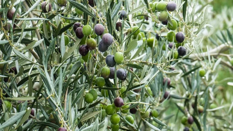 Ilustracija članka: Započinje popis maslinika na području općine Grude