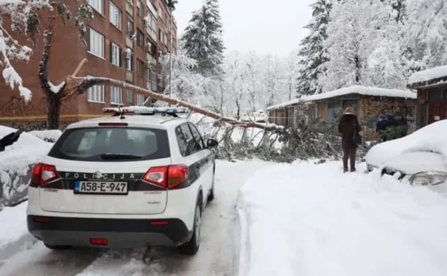 Ilustracija članka: Stablo usmrtilo mladu ženu u Sarajevu