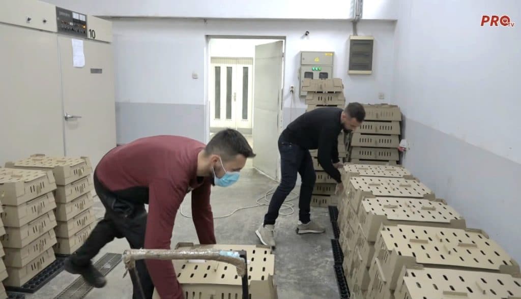 Ilustracija članka: Odvažnost koja se isplatila: Kako je obitelj Grizelj iz Sovića stvorila peradarsko carstvo