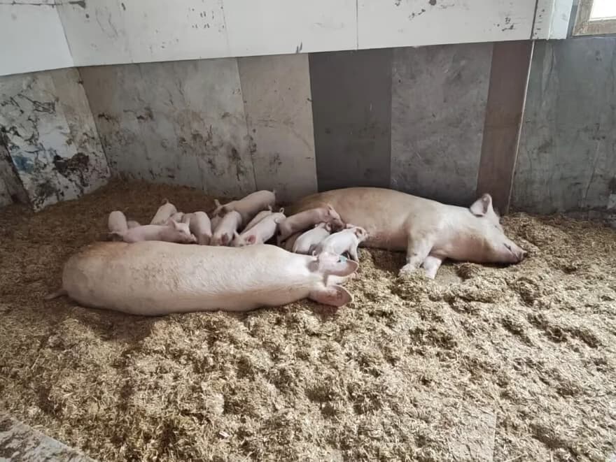 Ilustracija članka: Imoćanin dobio na lotu i otvorio farmu: Svinjama apartmane uredio pločicama od 80 eura