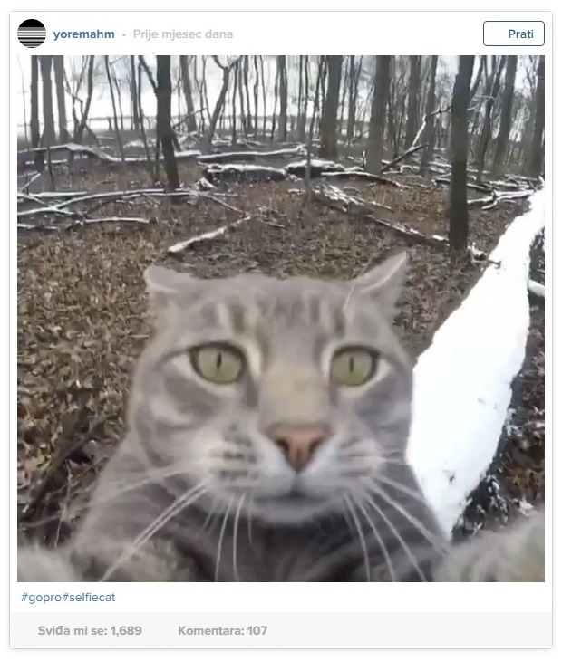 macak2.jpg